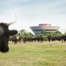 Auer Ochsen auf der Weide im Hintergrund das Porsche experience Center, Leipzig